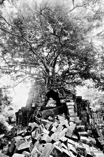 20 Angkor Wat The Tree s