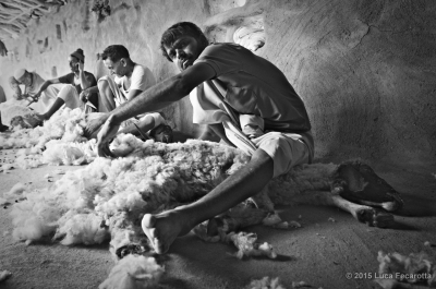 Annual Shearing